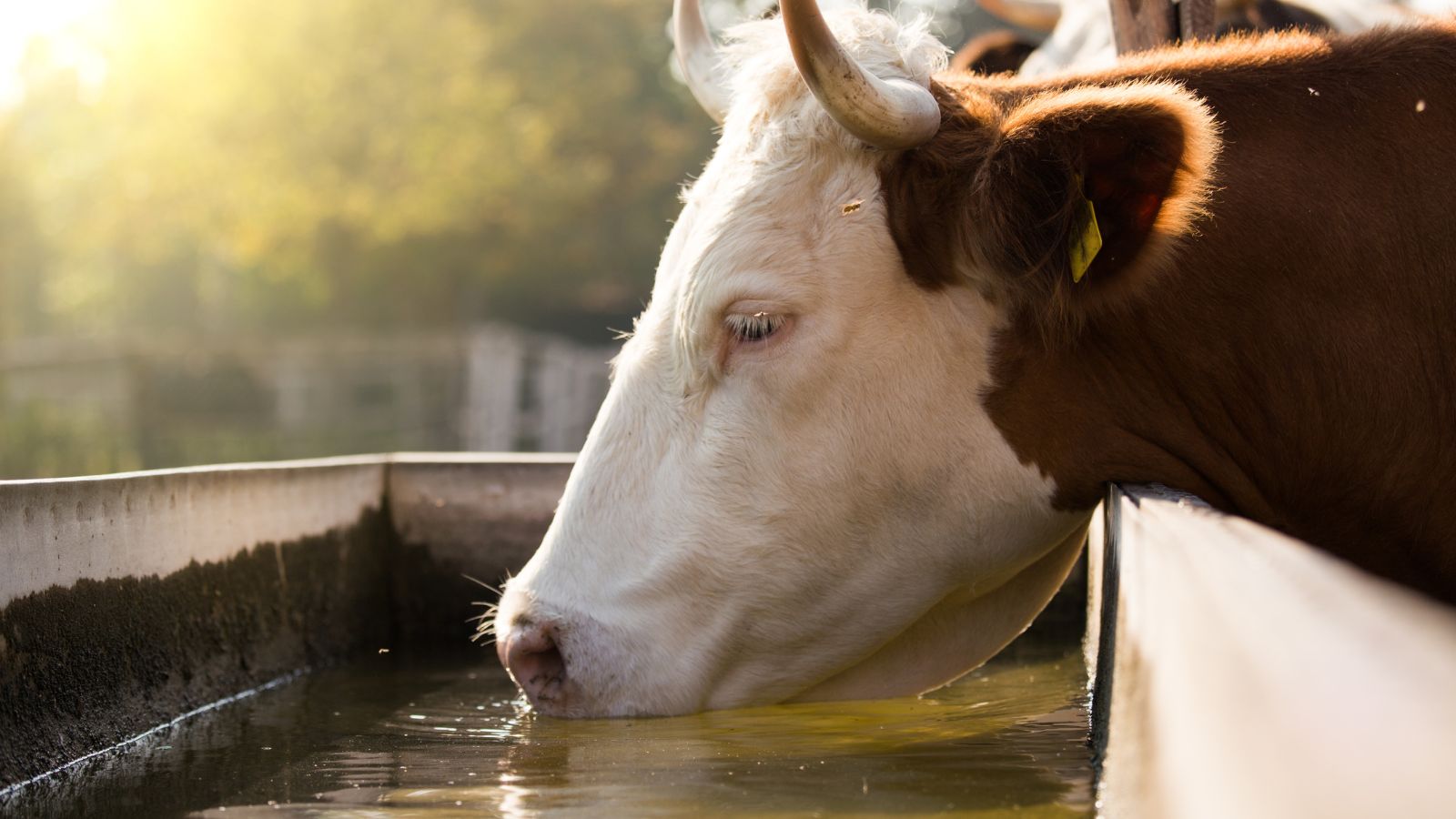 Beef cow drinking water from trough